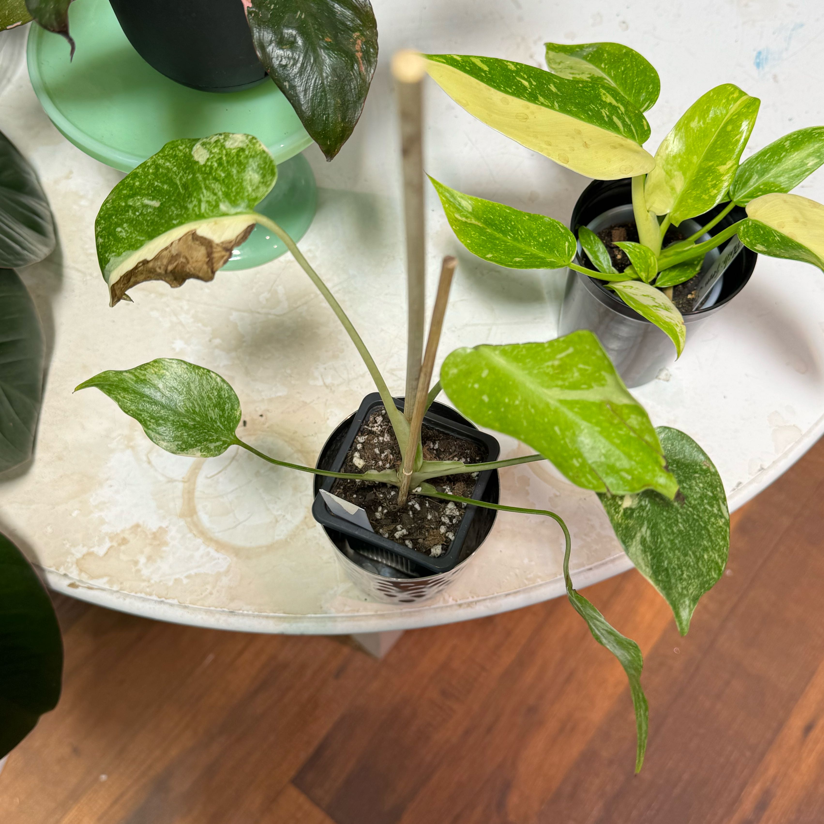 Monstera 'Albo' plant with variegated leaves, some browning. Soil visible.