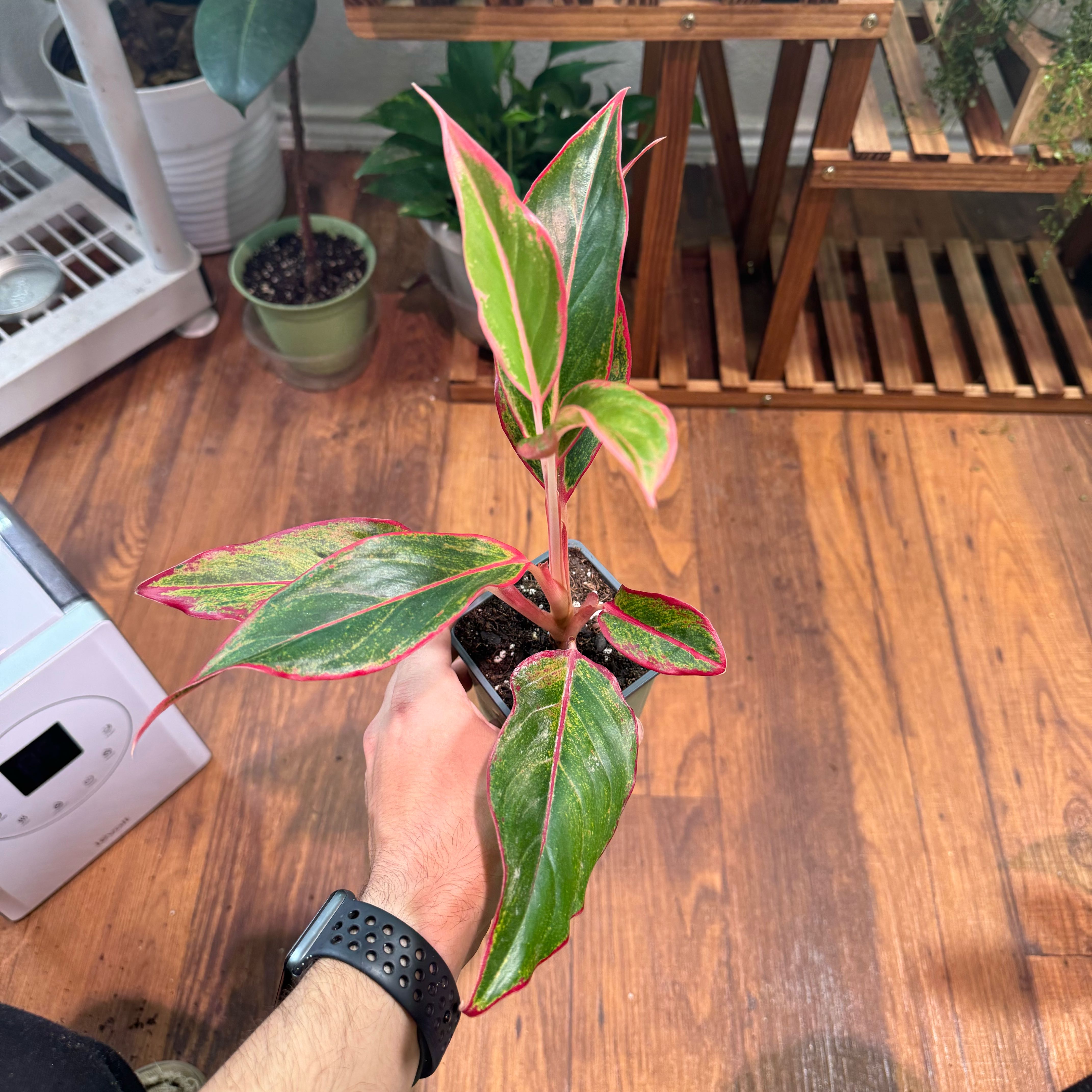 Red Siam Aurora Aglaonema plant with vibrant green and red-edged leaves held by a hand.