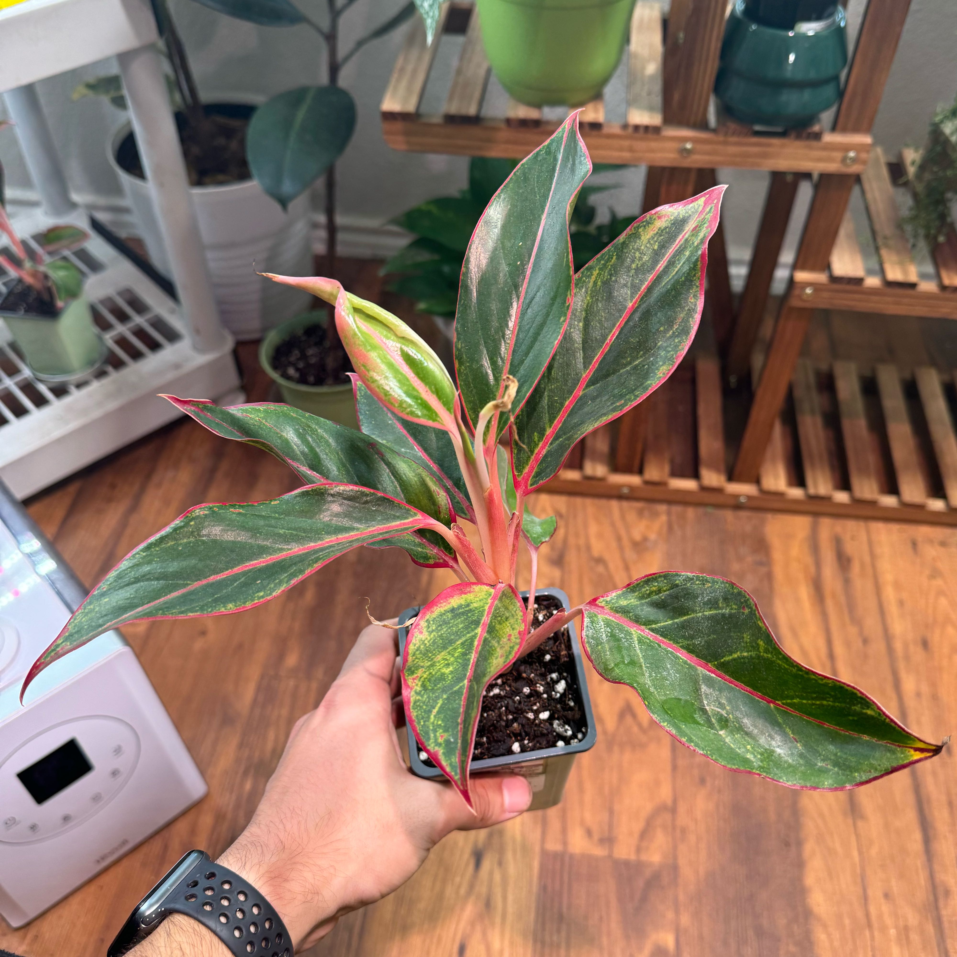 Red Siam Aurora Aglaonema plant held by a hand, with vibrant green leaves and red edges.
