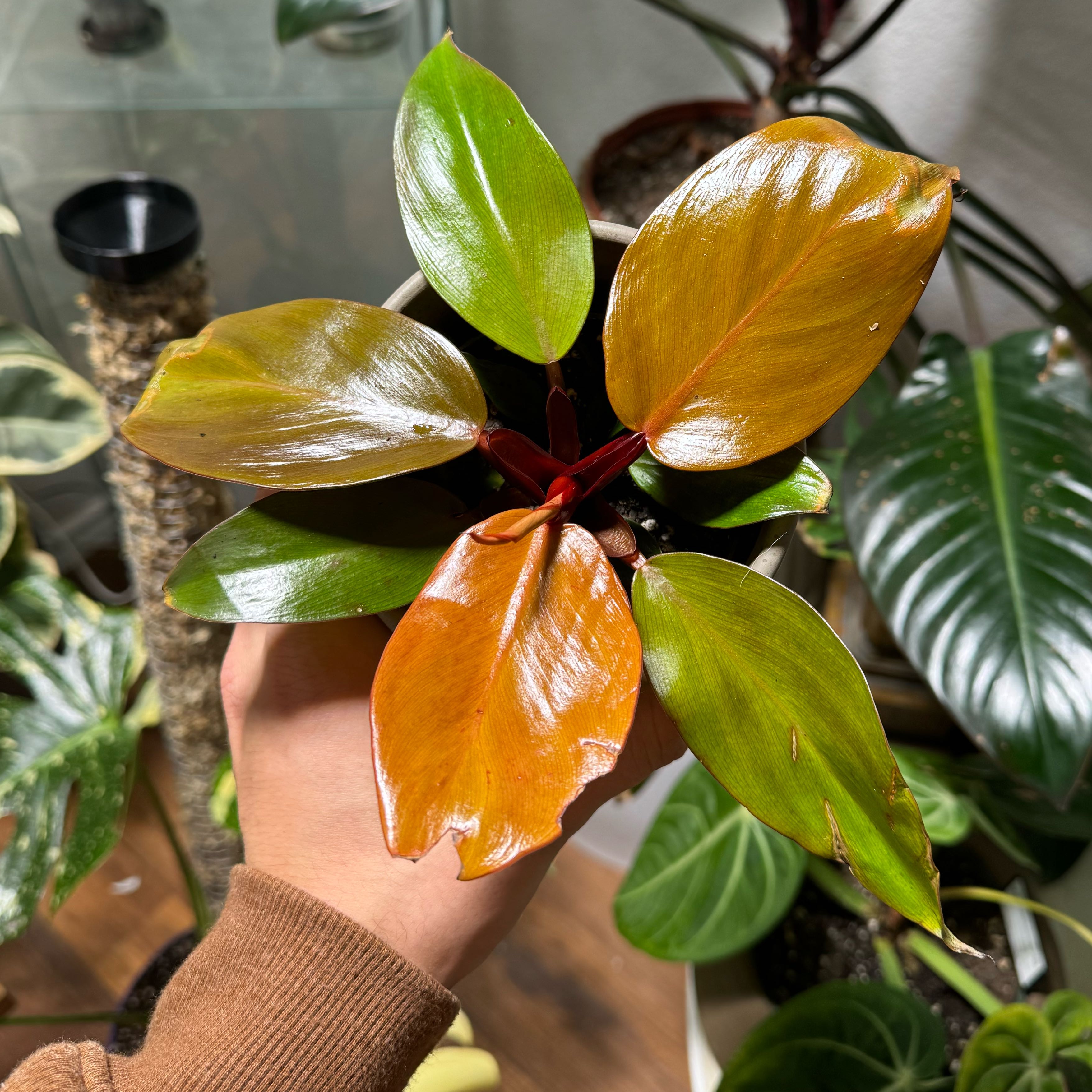 Philodendron Prince of Orange plant with vibrant orange and green leaves held by a hand.