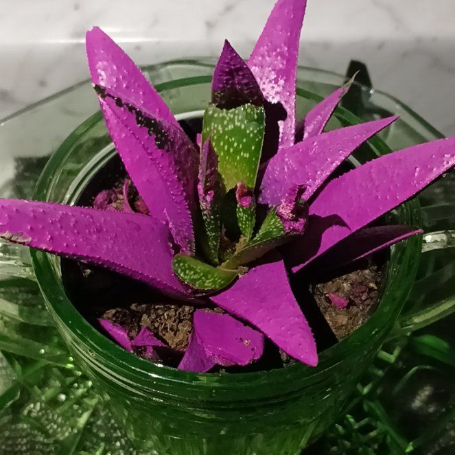 Photo of the plant species Kosmik Kaktus by @WinMugwort21 named Robert Plant on Greg, the plant care app