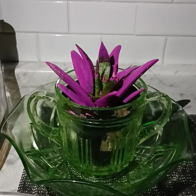 Photo of the plant species Kosmik Kaktus by @WinMugwort21 named Harper on Greg, the plant care app