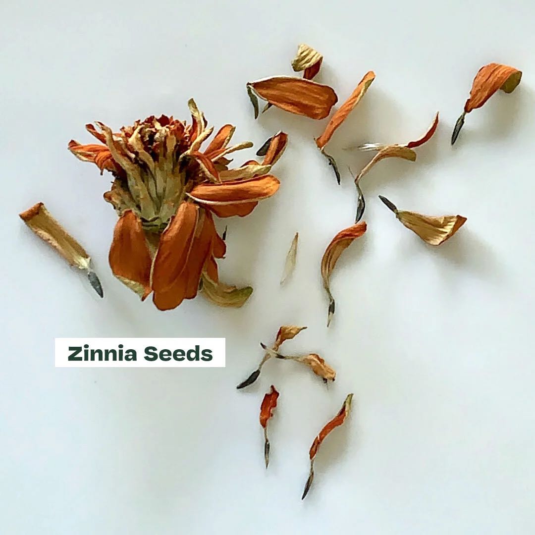 Photo of the plant species African Tuliptree by @ProGinseng25 named Fernie Mercury on Greg, the plant care app