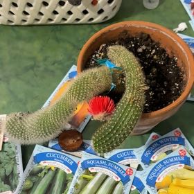 Photo of the plant species Arborescent Prickly Pear by @RealBoneset29 named Einstein on Greg, the plant care app