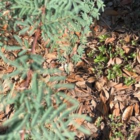 Photo of the plant species Bullhorn Acacia by @UnabashedIvy92 named Sage on Greg, the plant care app