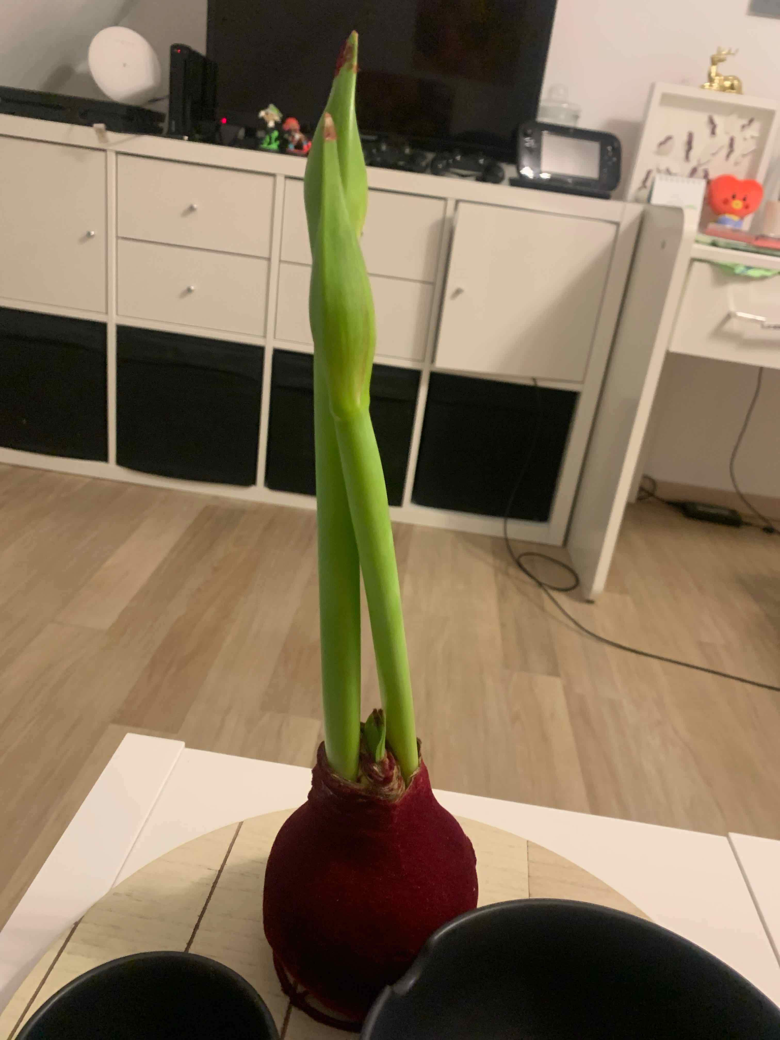 Barbosa Lily plant with two green stems emerging from a bulb, placed on a table indoors.