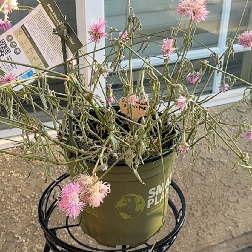 Photo of the plant species Red Globe Amaranth by @JoysomeZinnia54 named Amanda on Greg, the plant care app