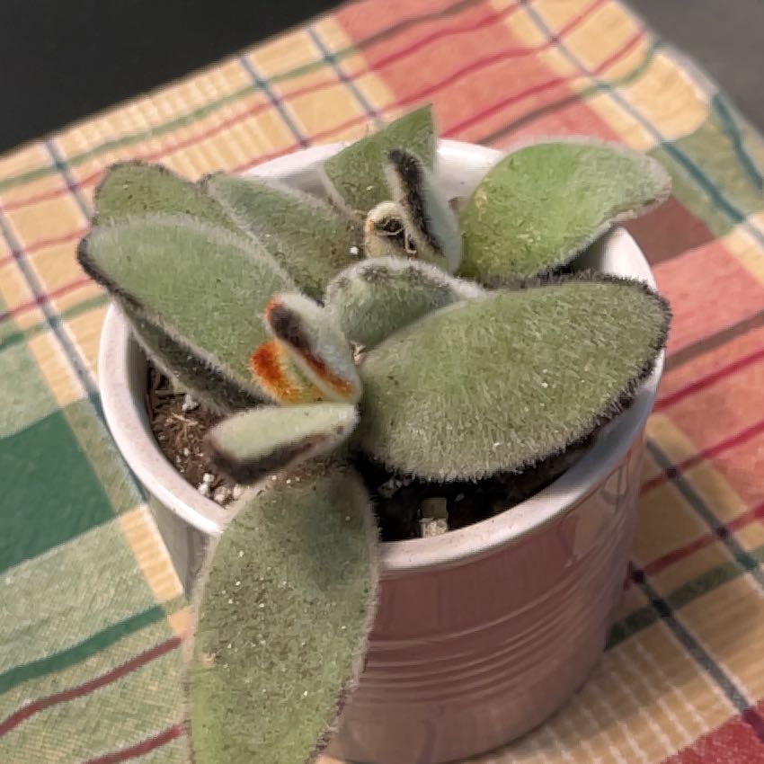 Photo of the plant species Black Tie Panda Plant by @HeritorHope78 named Gladys on Greg, the plant care app
