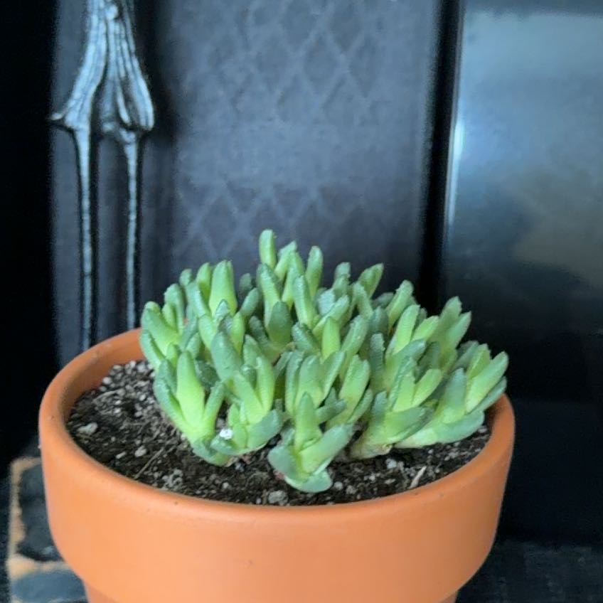 Photo of the plant species Assorted Stomatium by @HeritorHope78 named Zelma on Greg, the plant care app