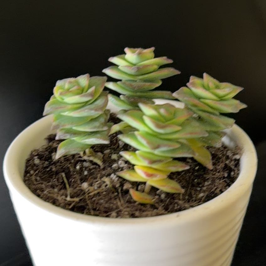 Photo of the plant species Variegated Crassula by @HeritorHope78 named Opal on Greg, the plant care app