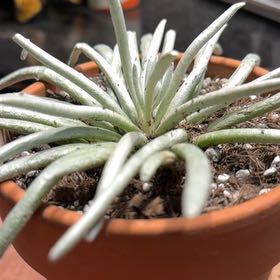 Photo of the plant species Senecio scaposus by @HeritorHope78 named Coralyn on Greg, the plant care app