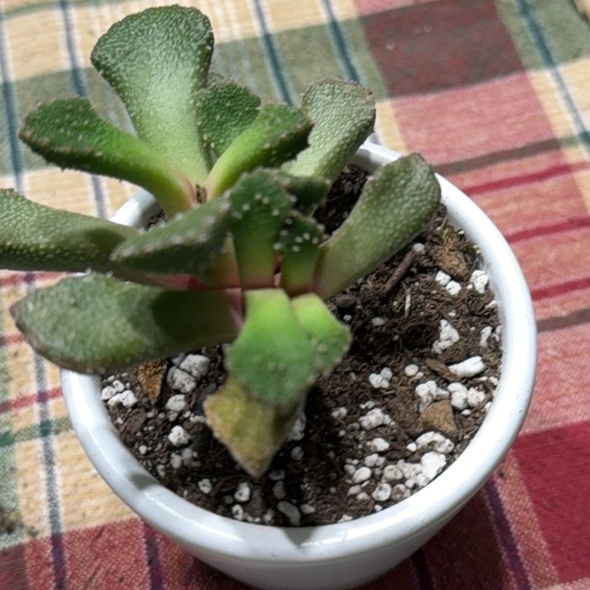 Photo of the plant species Aloinopsis luckhoffii by @HeritorHope78 named Zena on Greg, the plant care app