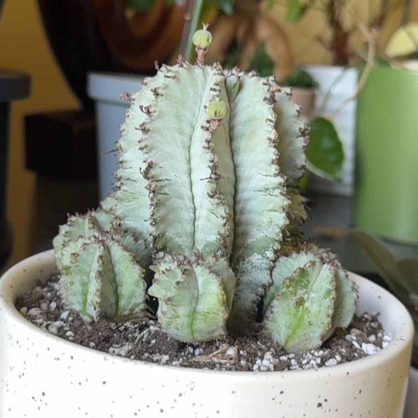 Photo of the plant species African Milk Barrel by @HeritorHope78 named Aretha on Greg, the plant care app