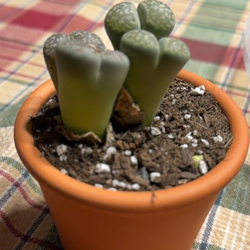 Photo of the plant species Assorted Lithops by @HeritorHope78 named Nithin on Greg, the plant care app