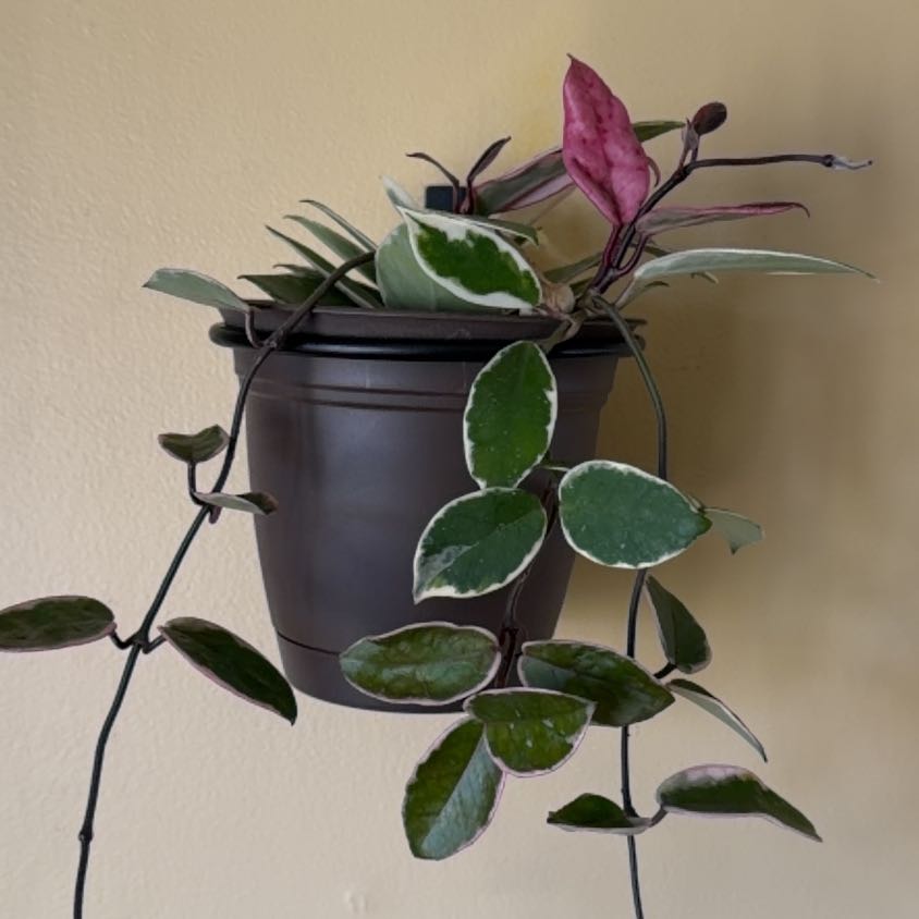 Photo of the plant species Hoya 'Shining Sea Star' by @HeritorHope78 named Whitney on Greg, the plant care app