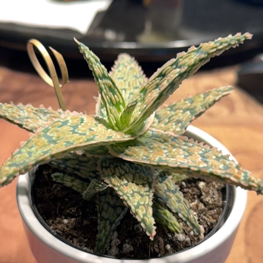 Photo of the plant species Star Aloe by @HeritorHope78 named Starletta on Greg, the plant care app