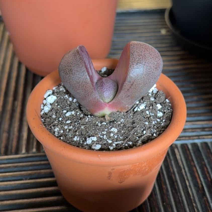 Photo of the plant species Royal Flush Split Rock by @HeritorHope78 named Bruno Mars on Greg, the plant care app