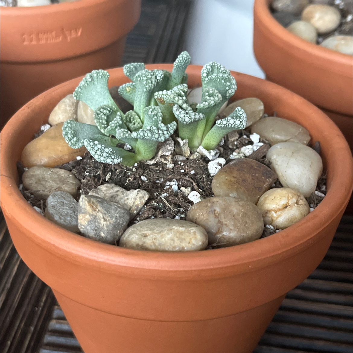 Photo of the plant species Titanopsis calcareum by @HeritorHope78 named Delilah on Greg, the plant care app