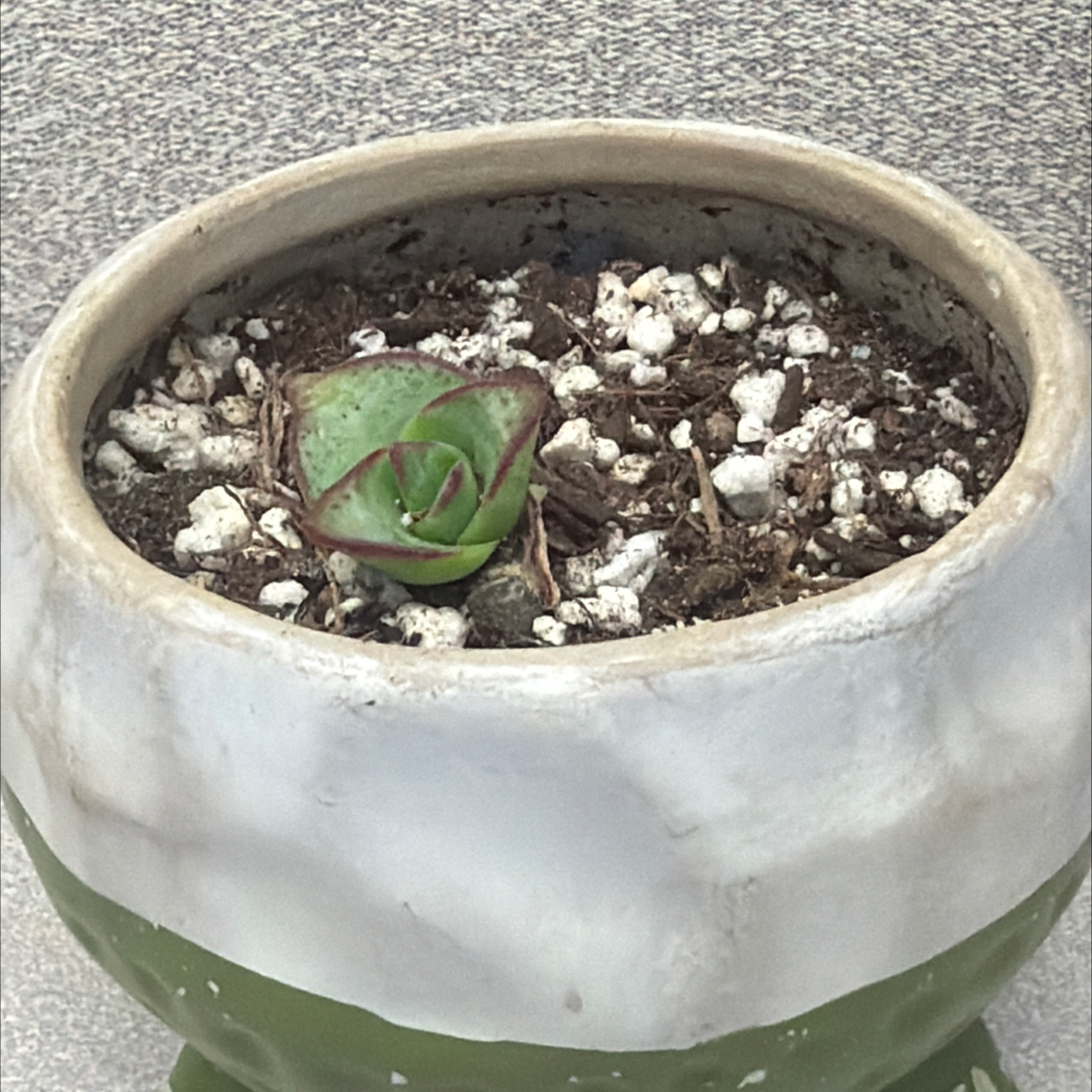 Photo of the plant species Variegated Crassula by @HeritorHope78 named Opal on Greg, the plant care app