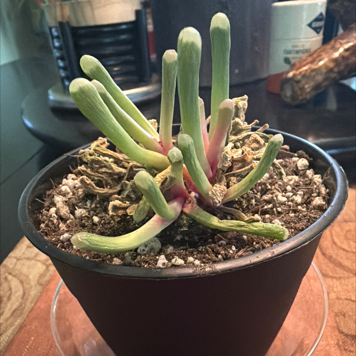 Photo of the plant species Baby Toes by @HeritorHope78 named E.T. on Greg, the plant care app