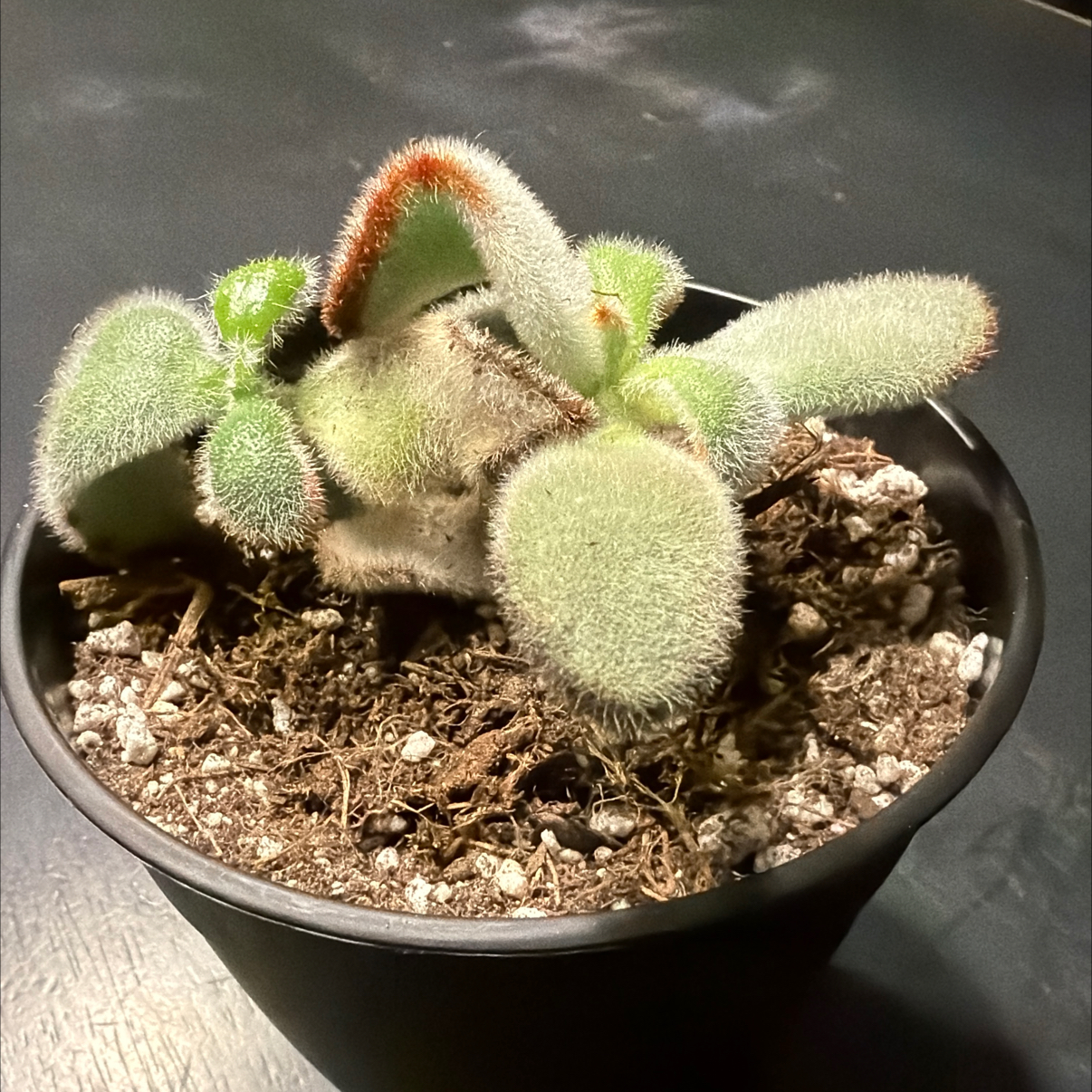 Photo of the plant species Black Tie Panda Plant by @HeritorHope78 named Cloe on Greg, the plant care app