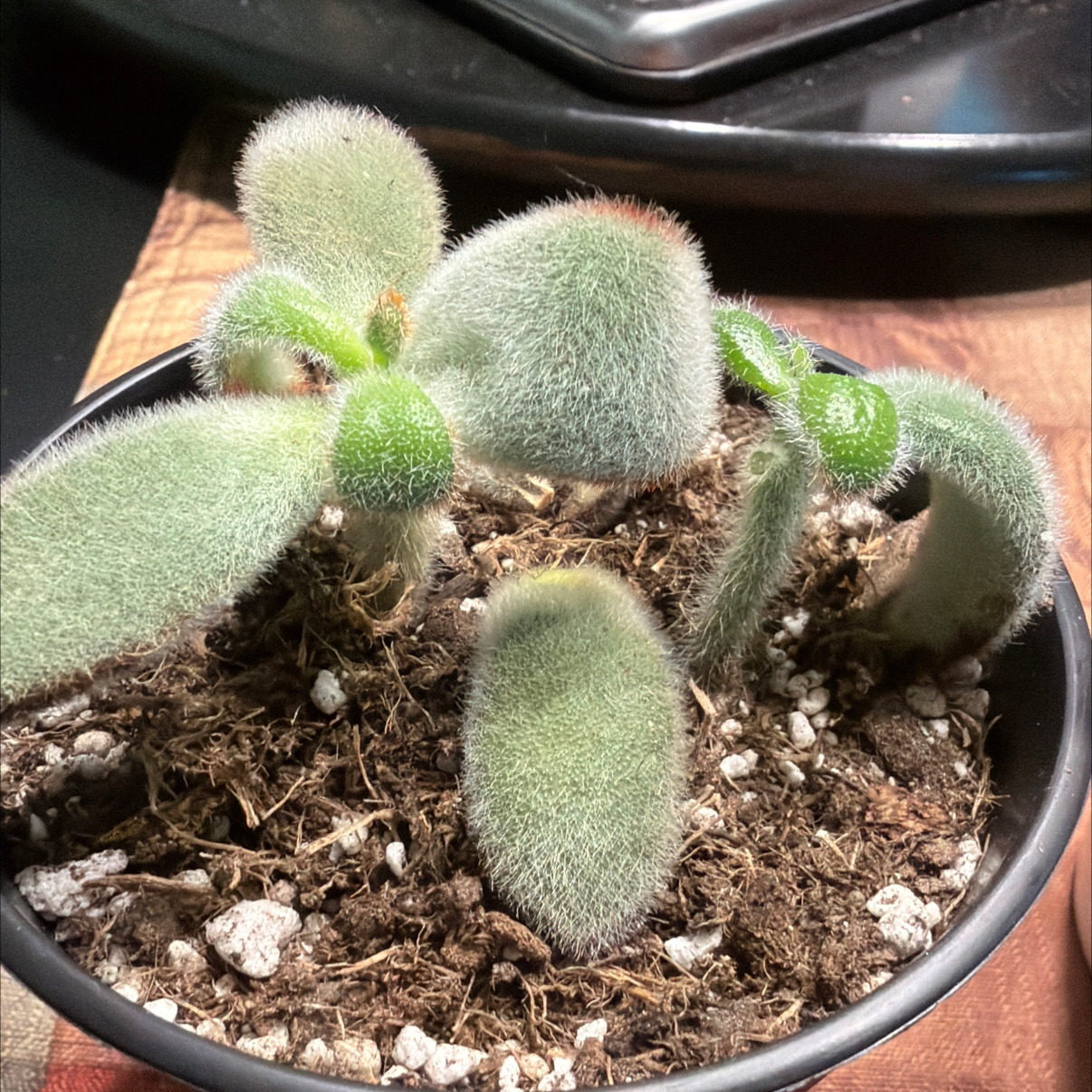Photo of the plant species Black Tie Panda Plant by @HeritorHope78 named Chloe on Greg, the plant care app