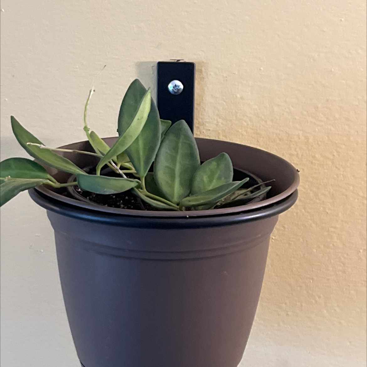 Photo of the plant species Sea stone hoya by @HeritorHope78 named Marilyn on Greg, the plant care app