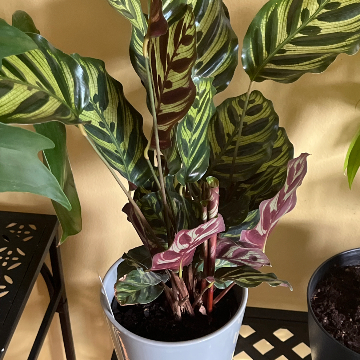 Photo of the plant species Calathea 'Cora' by @HeritorHope78 named Madonna on Greg, the plant care app