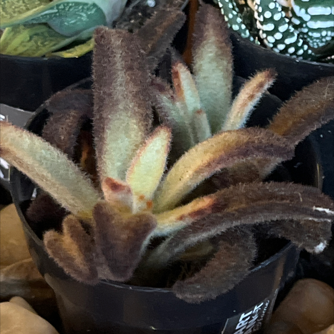 Photo of the plant species Cinnamon Panda Plant by @HeritorHope78 named Cinnamon on Greg, the plant care app