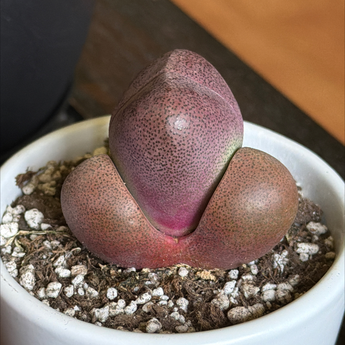Photo of the plant species Royal Flush Split Rock by @HeritorHope78 named Regina on Greg, the plant care app