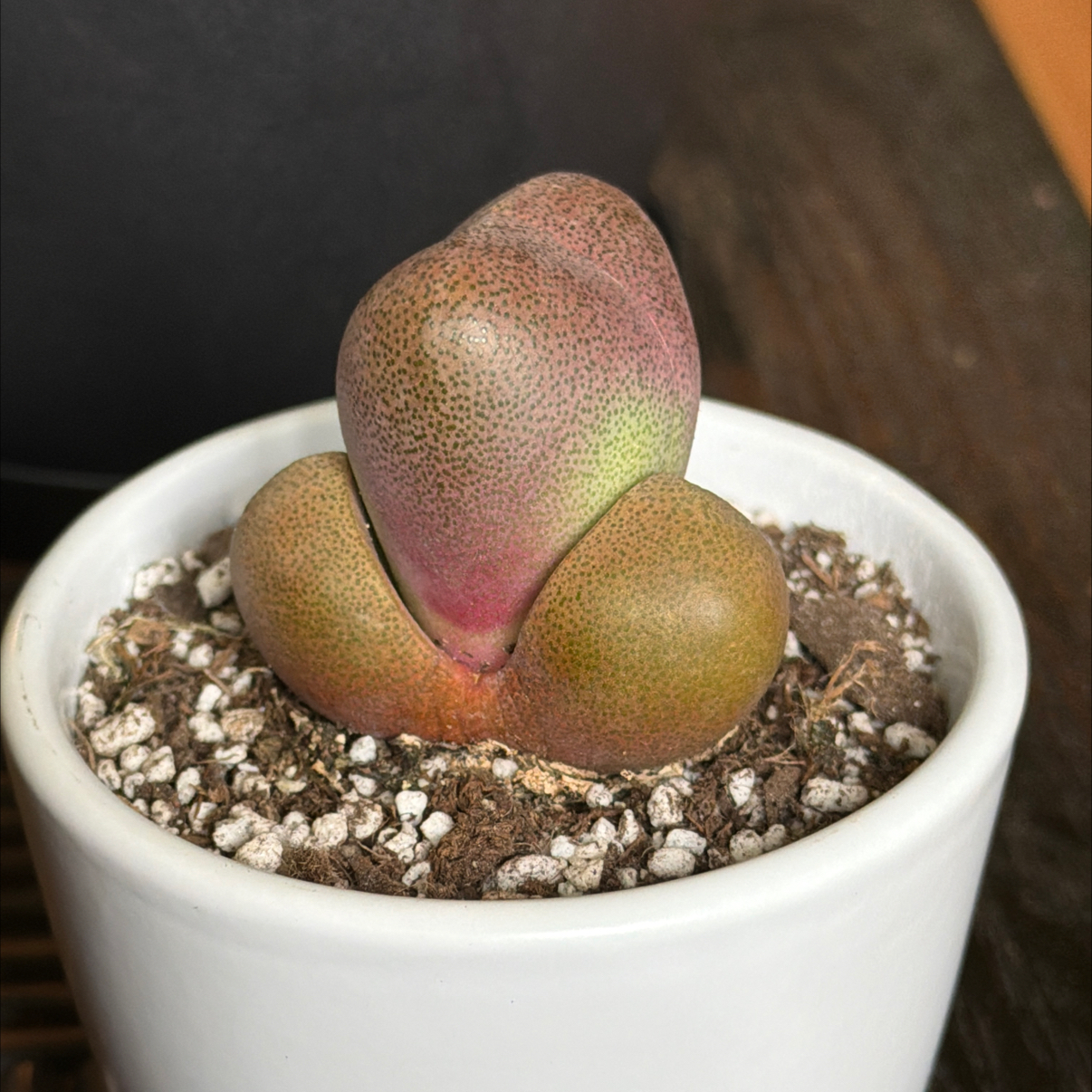 Photo of the plant species Royal Flush Split Rock by @HeritorHope78 named Regina on Greg, the plant care app