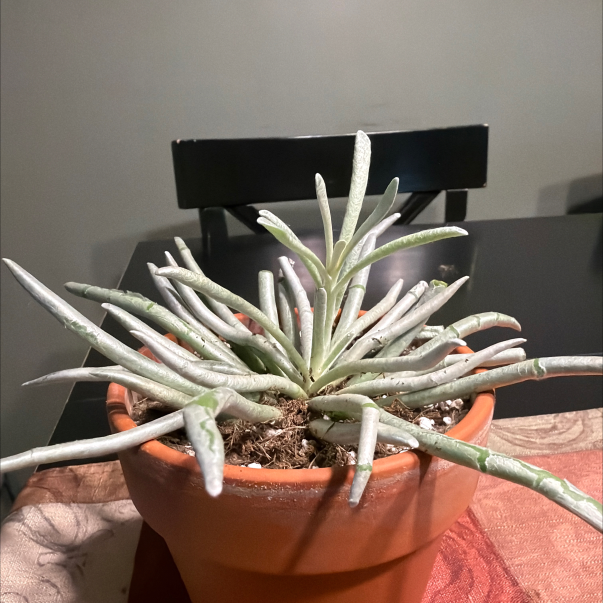 Photo of the plant species Senecio scaposus by @HeritorHope78 named Cora on Greg, the plant care app