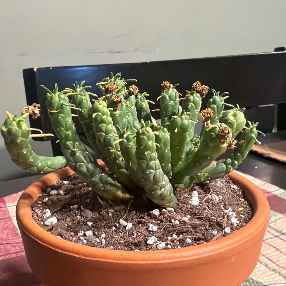 Photo of the plant species Medusa's Head by @HeritorHope78 named Nova on Greg, the plant care app