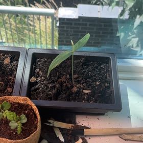 Photo of the plant species Gray Pigeon Pea by @LegitSedum1 named Coco on Greg, the plant care app