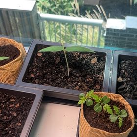 Photo of the plant species Gray Pigeon Pea by @LegitSedum1 named da Vinci on Greg, the plant care app