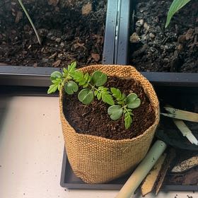 Plant care for Brenia Snowbush on Greg, the plant care app