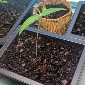 Photo of the plant species Gray Pigeon Pea by @LegitSedum1 named Duke on Greg, the plant care app