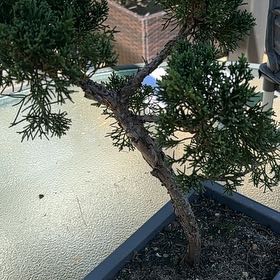 Photo of the plant species Chinese Cypress by @YokeCobnut22 named Keanu Leaves on Greg, the plant care app