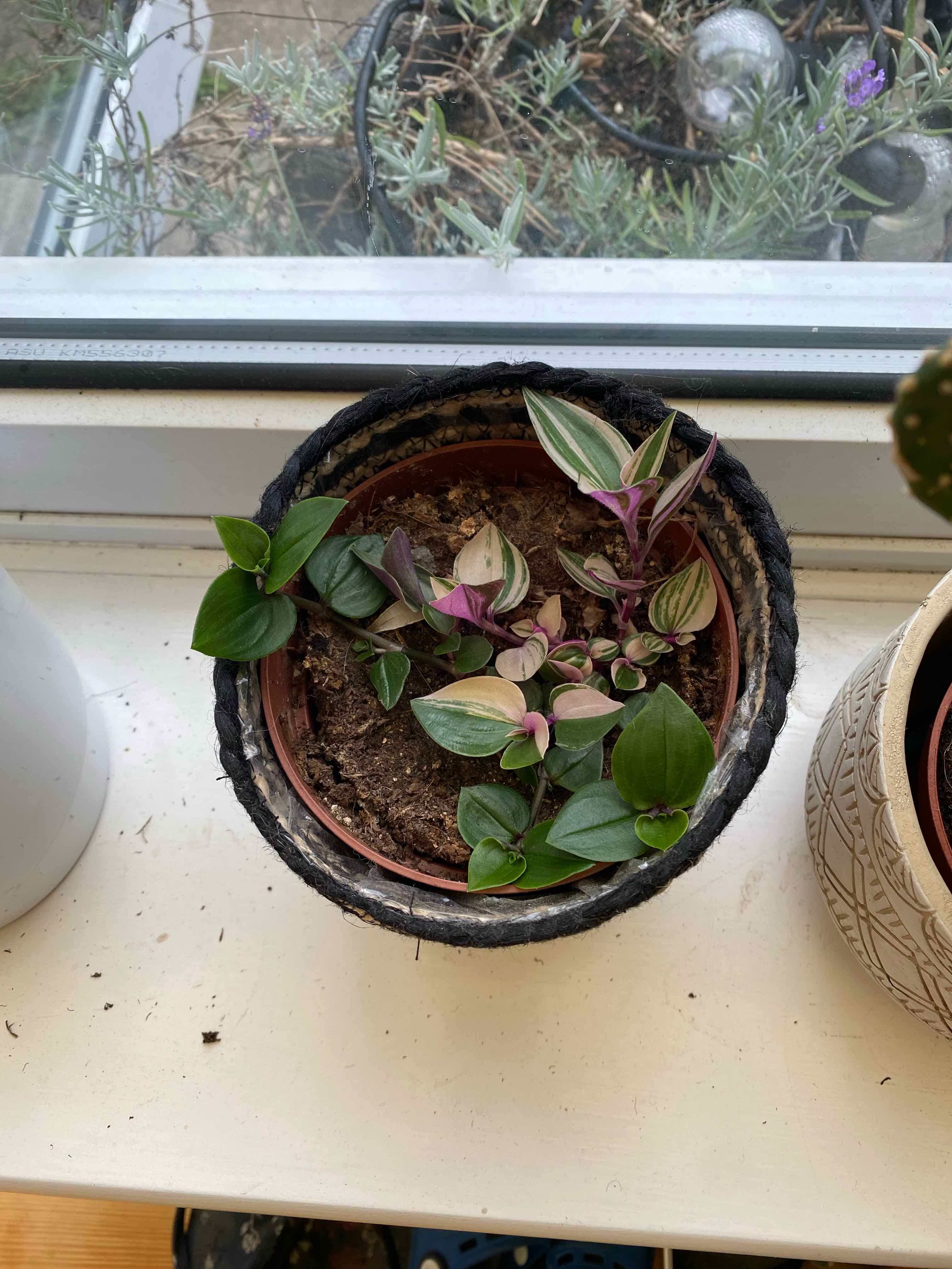 Tradescantia Quadricolor plant in a pot on a windowsill with vibrant green and purple leaves.