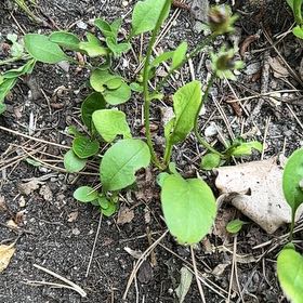 Photo of the plant species Lanceleaf Tickseed by @SassyHope59 named Walt on Greg, the plant care app