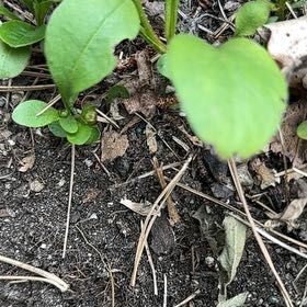 Photo of the plant species Large-Leaved Muehlenbeckia by @SassyHope59 named Fernie Mercury on Greg, the plant care app