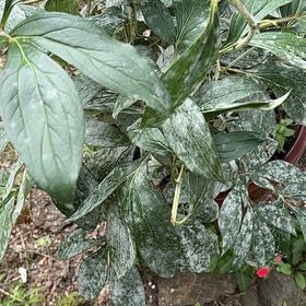 Photo of the plant species Common Peony by @SassyHope59 named Clooney on Greg, the plant care app
