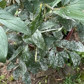 Photo of the plant species Common Peony by @SassyHope59 named Sonora on Greg, the plant care app
