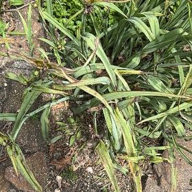 Photo of the plant species Treasureflower by @SassyHope59 named Baesil on Greg, the plant care app