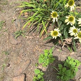 Photo of the plant species Capeweed by @SassyHope59 named Michelle Branch on Greg, the plant care app