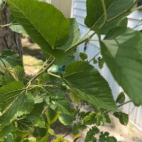 Photo of the plant species White Mulberry by @SassyHope59 named Peter Parker on Greg, the plant care app