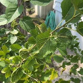 Photo of the plant species White Mulberry by @SassyHope59 named Sol on Greg, the plant care app
