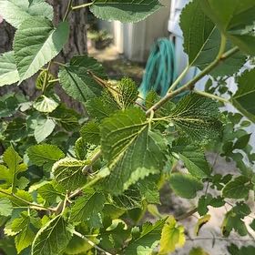 Photo of the plant species White Mulberry by @SassyHope59 named Oscar on Greg, the plant care app