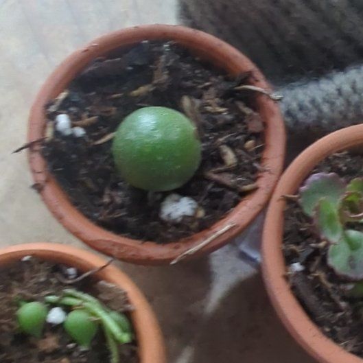 Photo of the plant species Jellybean Plant by @ellafint named Beyonce on Greg, the plant care app