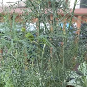 Photo of the plant species Dill by @LimberOricad30 named Gaga on Greg, the plant care app